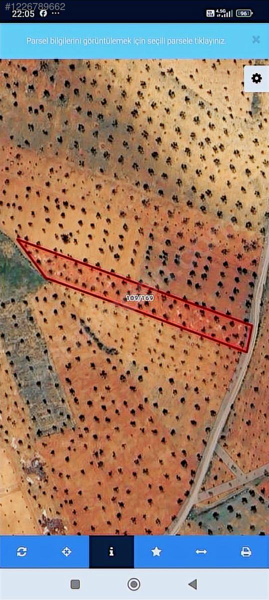 akcabaglar tapulu 55 yerli 35 fidan zeytin mevcut yola sıfır - KİLİS MERKEZ fotoğraf 2